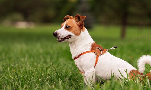 AdobeStock_517987673